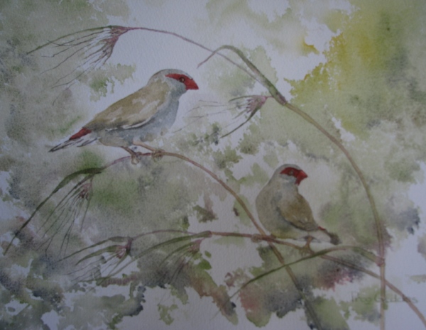 Red browed finches